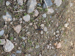 Dinothenarus badipes