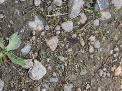 Dinothenarus badipes