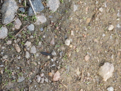 Dinothenarus badipes