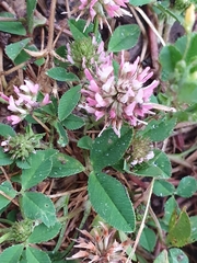 Trifolium nigrescens image