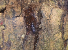 Aegus laevicollis