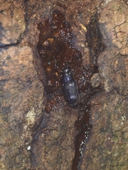Aegus laevicollis