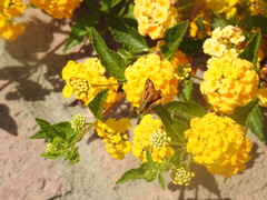 Hylephila phyleus