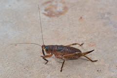 Nesoecia
