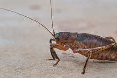 Nesoecia