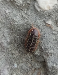 Armadillidium klugii
