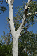 Corymbia bella