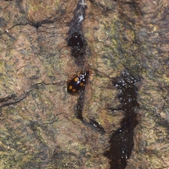Dolichoctis rotundata