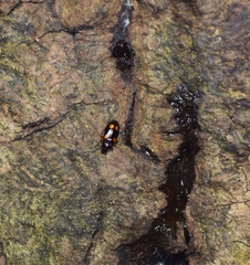 Dolichoctis rotundata