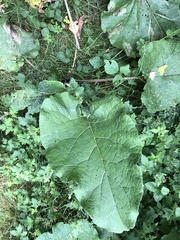 Arctium lappa