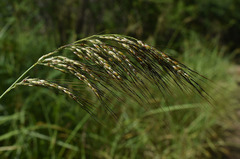 Sorghum laxiflorum
