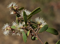 Melaleuca acacioides