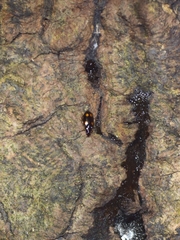 Dolichoctis rotundata