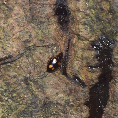 Dolichoctis rotundata