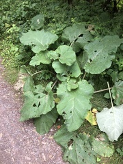 Arctium lappa