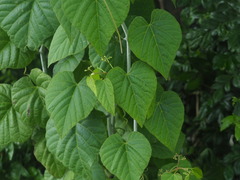 Cissus kerrii