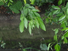 Ohwia caudata