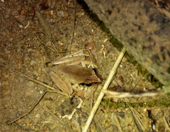 Aglyptodactylus