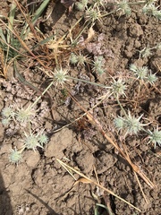 Eryngium aristulatum