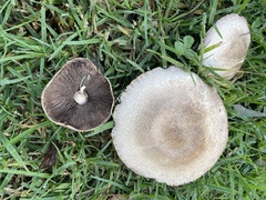 Agaricaceae