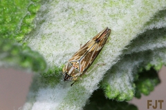Graphocephala ignava