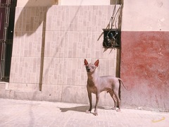 Canis familiaris