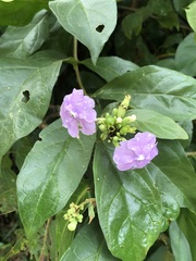 Brunfelsia grandiflora