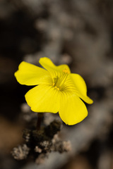 Oxalis gigantea