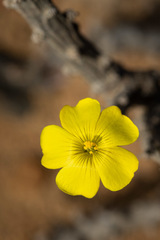 Oxalis gigantea