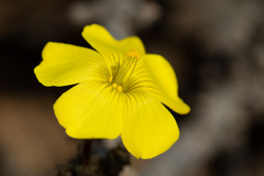 Oxalis gigantea