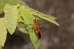 Poecilobdallus formosus