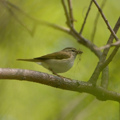 Sakhalin Leaf Warbler (Phylloscopus borealoides), photo 3