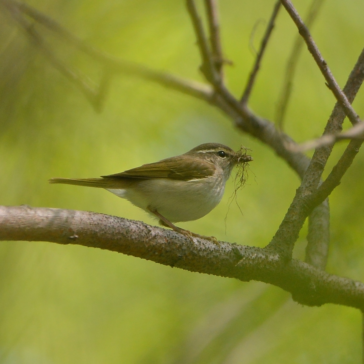 Sakhalin Leaf Warbler (Phylloscopus borealoides)