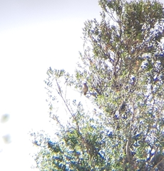 Cercotrichas galactotes