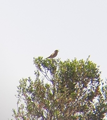 Cercotrichas galactotes