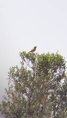 Cercotrichas galactotes