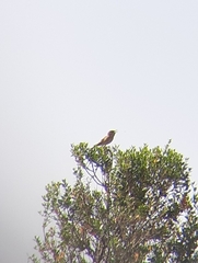 Cercotrichas galactotes