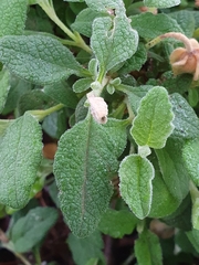 Cistus salviifolius image