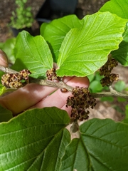 Parthenolecanium corni