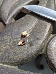 Parthenolecanium corni