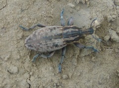 Pseudocleonus