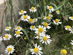 Matricaria chamomilla