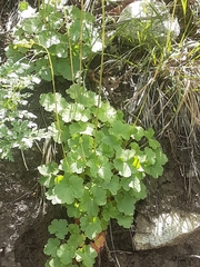 Heuchera parvifolia