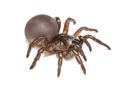 Hebestatis theveneti