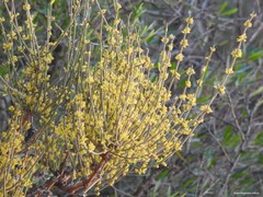 Ephedra fragilis