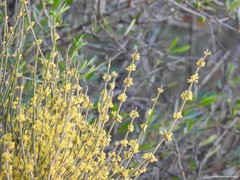Ephedra fragilis