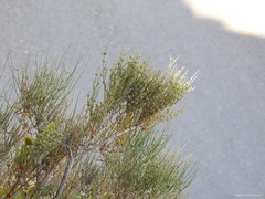 Ephedra fragilis
