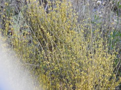 Ephedra fragilis