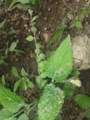 Salvia occidentalis