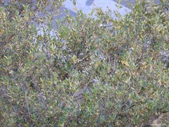 Olea europaea